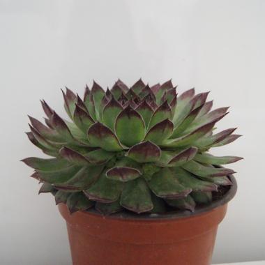 Sempervivum tectorum